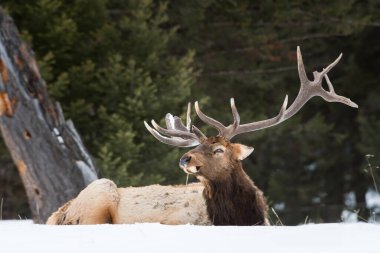 Vahşi boğa geyiği, hayvan. Doğa, fauna