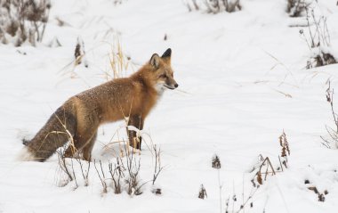 Kızıl tilki, hayvan. Doğa, fauna