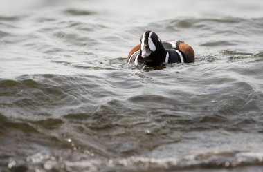 Palyaço ördeği vahşi doğada, kuş. Doğa, fauna 