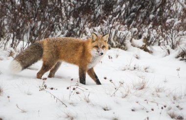Vahşi kızıl tilki. Doğa, fauna