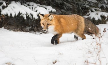 Kızıl tilki, hayvan. Doğa, fauna