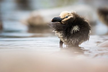 Yaban ördeği, kuş. Doğa, fauna 