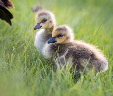 Kanada yaban kazları, kuşlar. Doğa, fauna 