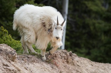 Dağ Keçisi, hayvan. Doğa, fauna