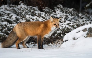 Kızıl tilki, hayvan. Doğa, fauna