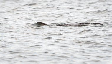  Vahşi nehir samuru, hayvan. Doğa, fauna