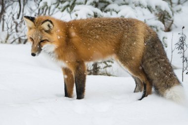 Kışın vahşi kızıl tilki. Doğa, fauna