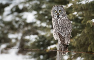 Baykuş doğada, kuş. Doğa, fauna
