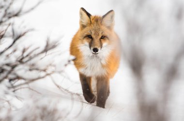 Kızıl tilki, hayvan. Doğa, fauna