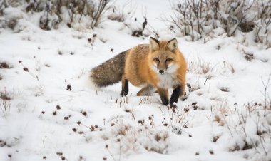 Kışın vahşi kızıl tilki. Doğa, fauna