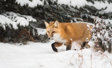 Kızıl tilki, hayvan. Doğa, fauna