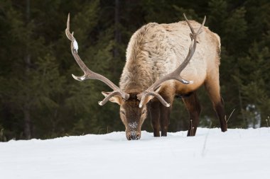 Vahşi boğa geyiği, hayvan. Doğa, fauna