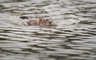 Vahşi misk faresi, hayvan. Doğa, fauna 