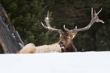 Vahşi boğa geyiği, hayvan. Doğa, fauna