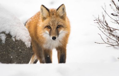 Kışın vahşi kızıl tilki. Doğa, fauna