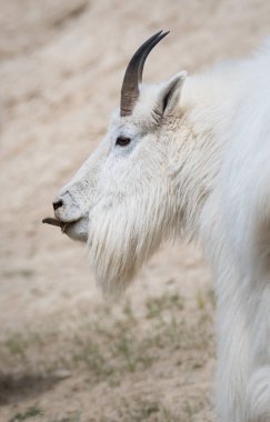 Dağ Keçisi, hayvan. Doğa, fauna
