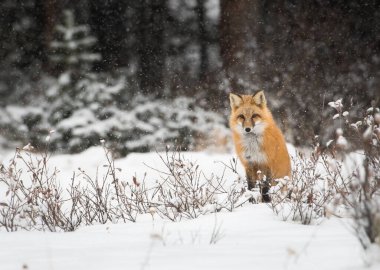 Kışın vahşi kızıl tilki. Doğa, fauna