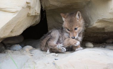 Vahşi bir çakal, hayvan. Doğa, fauna