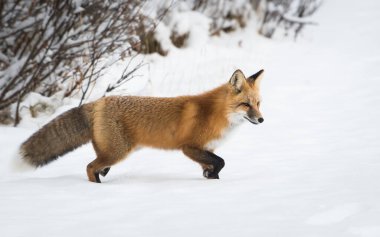 Vahşi kızıl tilki. Doğa, fauna