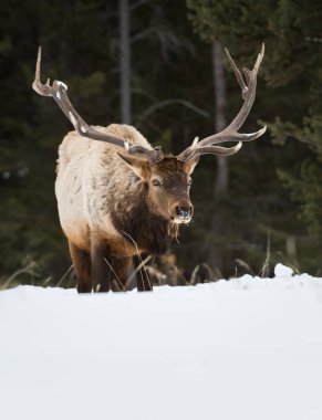 Vahşi boğa geyiği, hayvan. Doğa, fauna