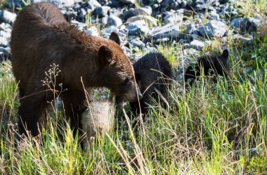 Vahşi boz ayı, hayvan. Doğa, fauna  