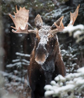 Vahşi geyik, hayvan. Doğa, fauna