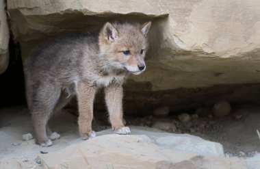 Vahşi bir çakal, hayvan. Doğa, fauna