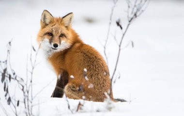 Kışın vahşi kızıl tilki. Doğa, fauna