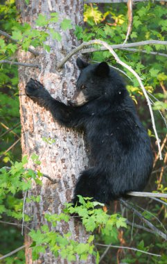Vahşi ayı, hayvan. Doğa, fauna
