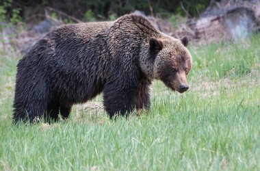 Vahşi boz ayı, doğa, hayvan  