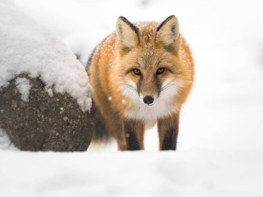 Kışın vahşi kızıl tilki. Doğa, fauna