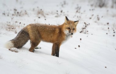 Vahşi kızıl tilki. Doğa, fauna