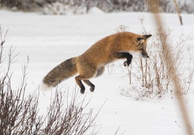 Vahşi kızıl tilki. Doğa, fauna
