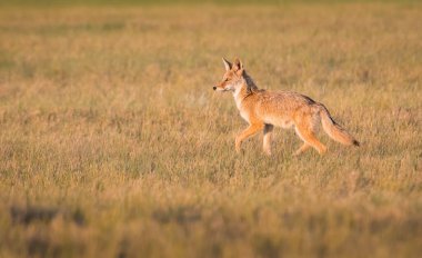 Vahşi bir çakal, hayvan. Doğa, fauna