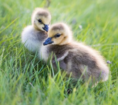 Kanada yaban kazları, kuşlar. Doğa, fauna 