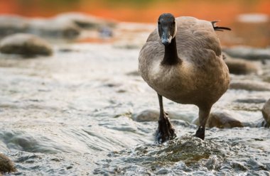 Kanadalı kaz vahşi, kuş. Doğa, fauna 