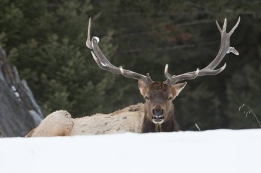 Vahşi boğa geyiği, hayvan. Doğa, fauna