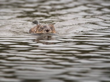 Vahşi misk faresi, hayvan. Doğa, fauna 