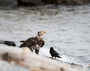 Vahşi doğada kartal, kuş. Doğa, fauna