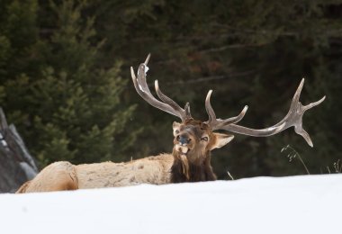 Vahşi boğa geyiği, hayvan. Doğa, fauna