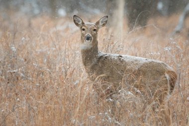Geyik kışın sonunda