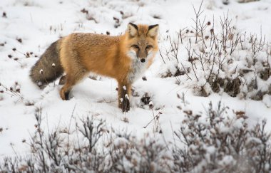 Kışın vahşi kızıl tilki. Doğa, fauna