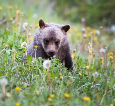 Boz ayı, hayvan. Doğa, fauna