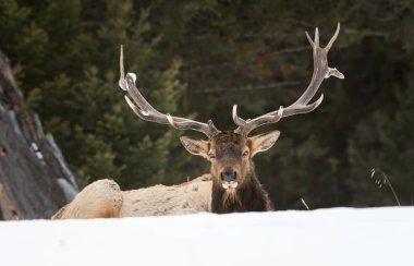 Vahşi boğa geyiği, hayvan. Doğa, fauna