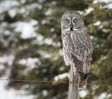 Baykuş doğada, kuş. Doğa, fauna