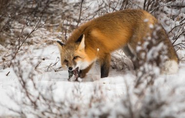 Vahşi kızıl tilki. Doğa, fauna