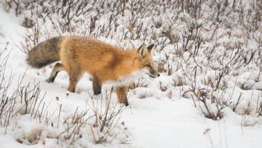 Vahşi kızıl tilki. Doğa, fauna