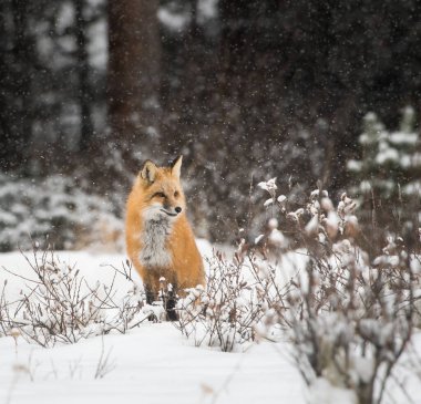 Kışın vahşi kızıl tilki. Doğa, fauna