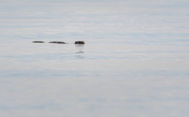 Vahşi nehir samuru, hayvan. Doğa, fauna