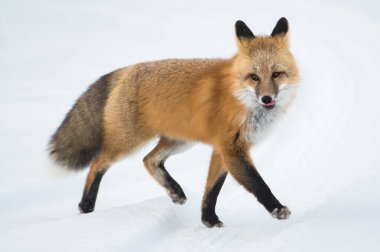 Vahşi kızıl tilki. Doğa, fauna
